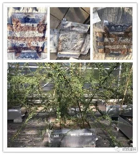 【喜大普奔】歐西建科耐根穿刺防水卷材順利通過北京園林所檢測(cè)！